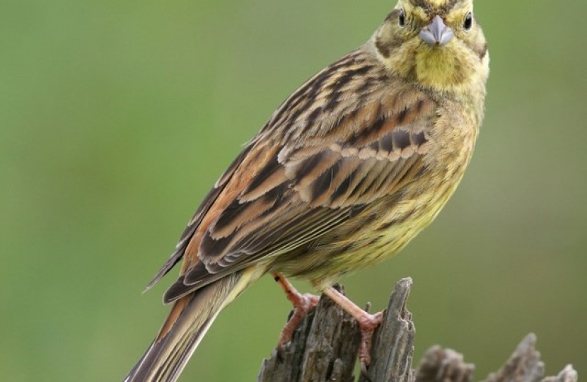 Yellowhammer