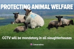 CCTV in Slaughterhouses