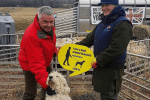 NFU Sheep Worrying Campaign 