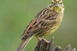 Yellowhammer