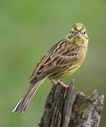 Yellowhammer